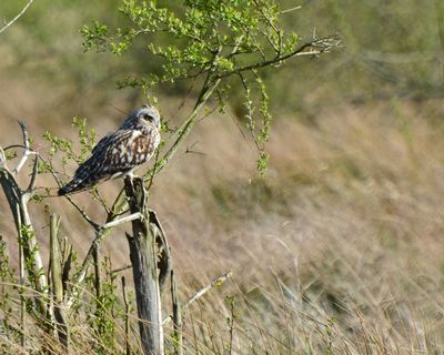 Short_Eared_Owl