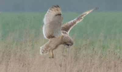 Wild Short Eared Owl Hunting