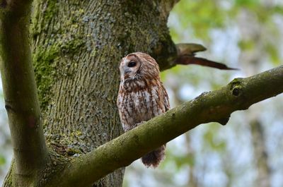 Tawny Owl